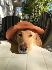 Portrait of dog sitting