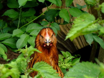 Close-up portrait of bird on plant