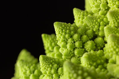 Close-up of green chili pepper against black background