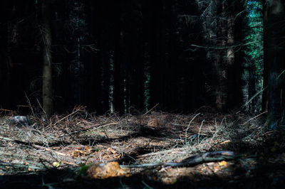 Trees growing in forest