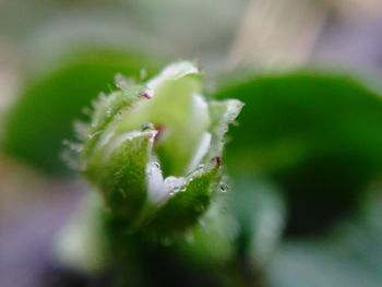 Close-up of fresh green plant