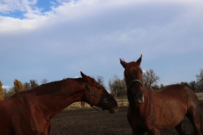 Horses standing in ranch against sky