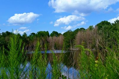 Scenic view of trees against sky