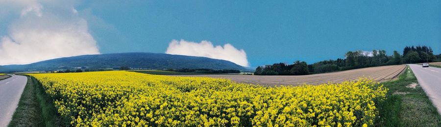 Scenic view of oilseed rape field against sky