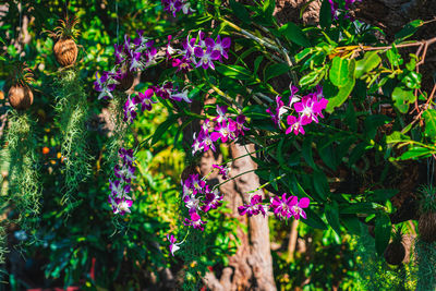 Close-up of purple flowering plants