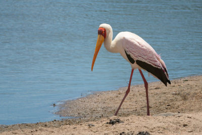 Yellow-billed stork walks along sandy river bank
