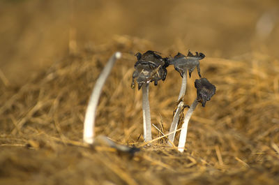 Close-up of dry leaf on field