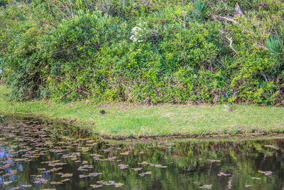 Scenic view of grass by trees
