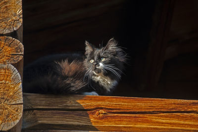 Cat standing by wooden plank