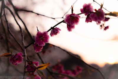 Close-up of cherry blossom tree