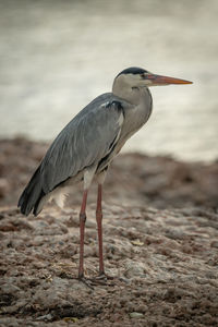 Grey heron stands looking right on riverbank