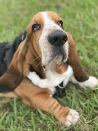 Basset hound look-blues look