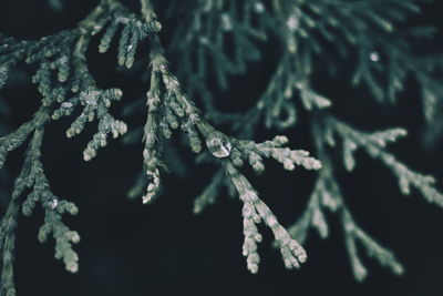 Close-up of plant