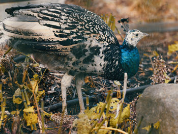 Close-up of a bird perching on a land