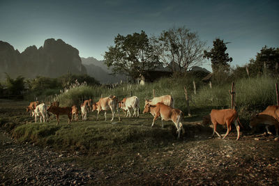 Cattle in a farm