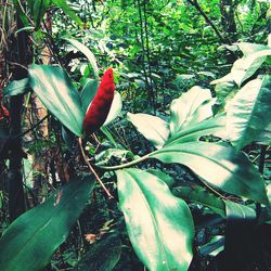 Close-up of parrot perching on tree