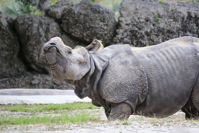 Profile view of hippo walking at shore