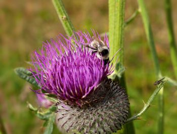 Close-up of honey bee on thistle flower