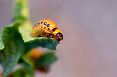 Close-up of insect on leaf