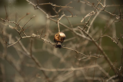 Close-up of dead plant on branch