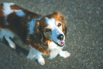 High angle portrait of dog on road