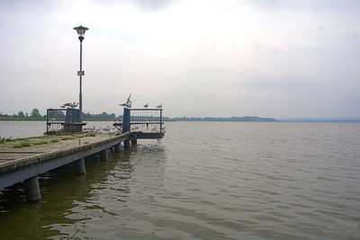 A lonely boardwalk with lots of seagulls on a gloomy lake