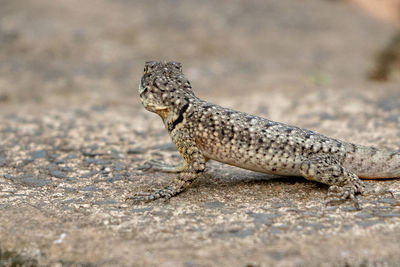 Close-up of lizard on rock