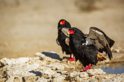 Two Bateleur