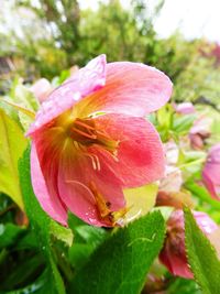 Close-up of pink hibiscus blooming outdoors