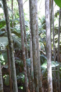 Low angle view of trees in forest