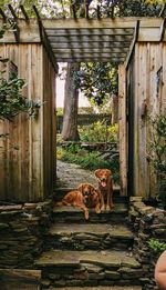 Cat sitting on old abandoned house