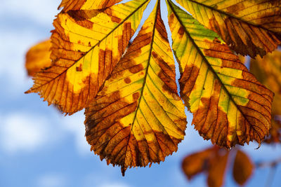 Close-up of yellow maple leaves against sky