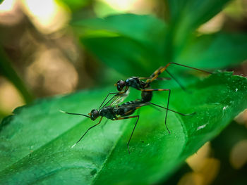 Close-up of insect on leaf