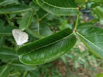 Close-up of green leaves on plant