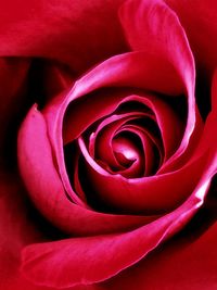 Close-up of red rose