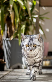 Portrait of a cat