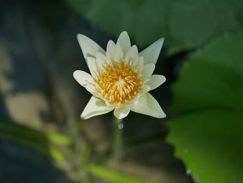 Close-up of white flower