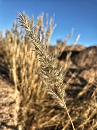 Close-up of stalks in field