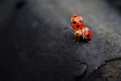 High angle view of ladybug spreading wing in nature