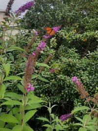 Close-up of purple flowers blooming outdoors