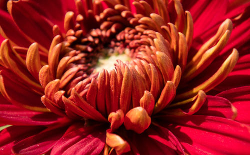 Close-up of red dahlia blooming outdoors