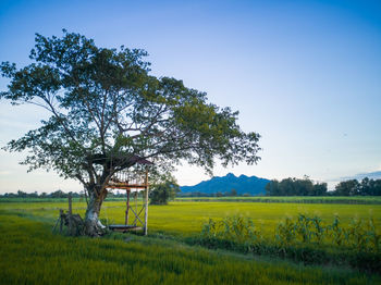 Scenic view of agricultural field against clear sky