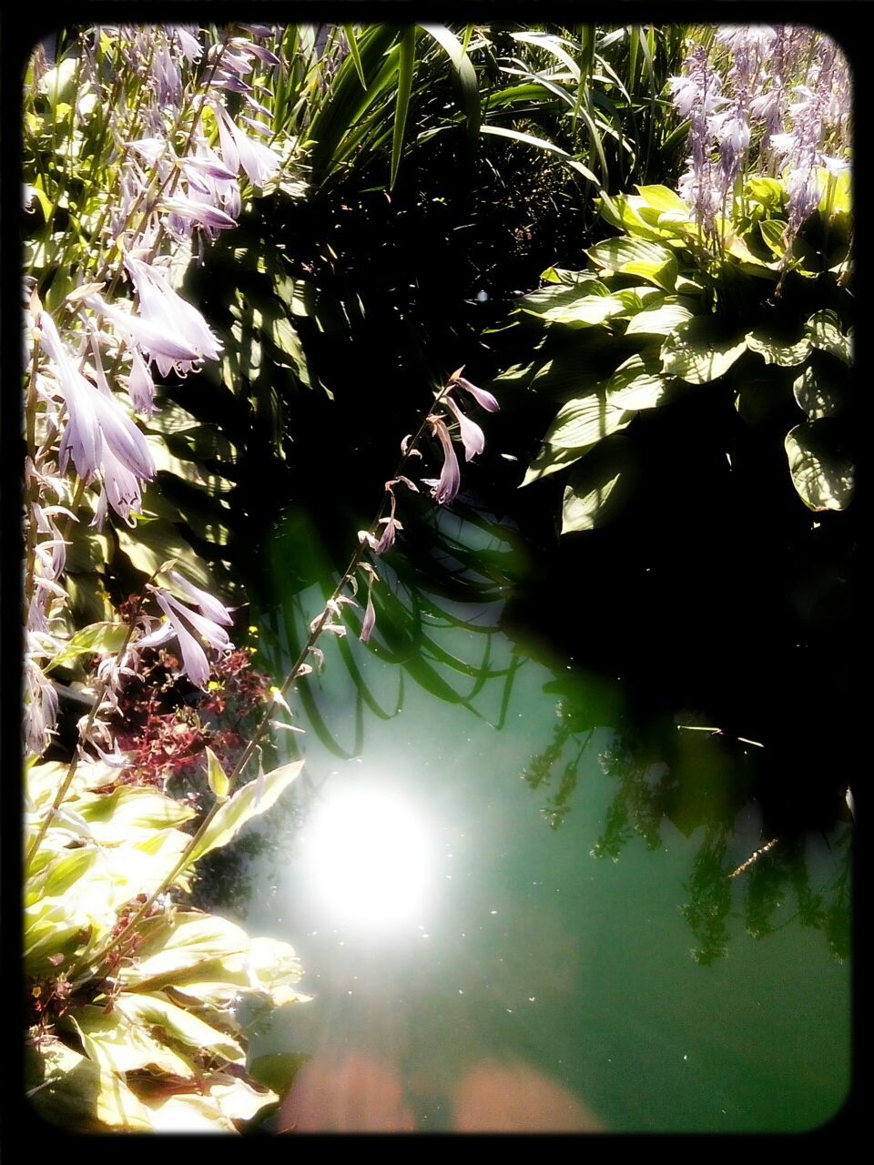 transfer print, growth, auto post production filter, leaf, sunlight, plant, beauty in nature, nature, water, sun, sunbeam, freshness, flower, fragility, tree, green color, tranquility, day, pond, lens flare