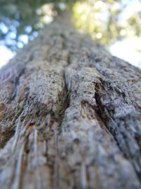 Close-up of tree trunk