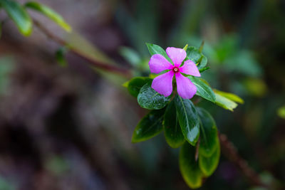 Close-up of purple flowering plant