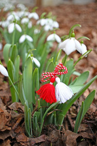 Close-up of red flowering plant