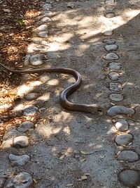 High angle view of snake on metal chain