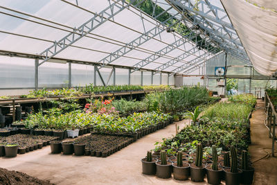 Plants growing in greenhouse