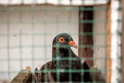 Close-up of bird in cage