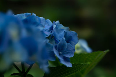 Close-up of purple hydrangea plant